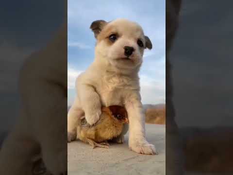 This video will melt your heart no matter how strong you are 🥰 #shorts #trynottocry