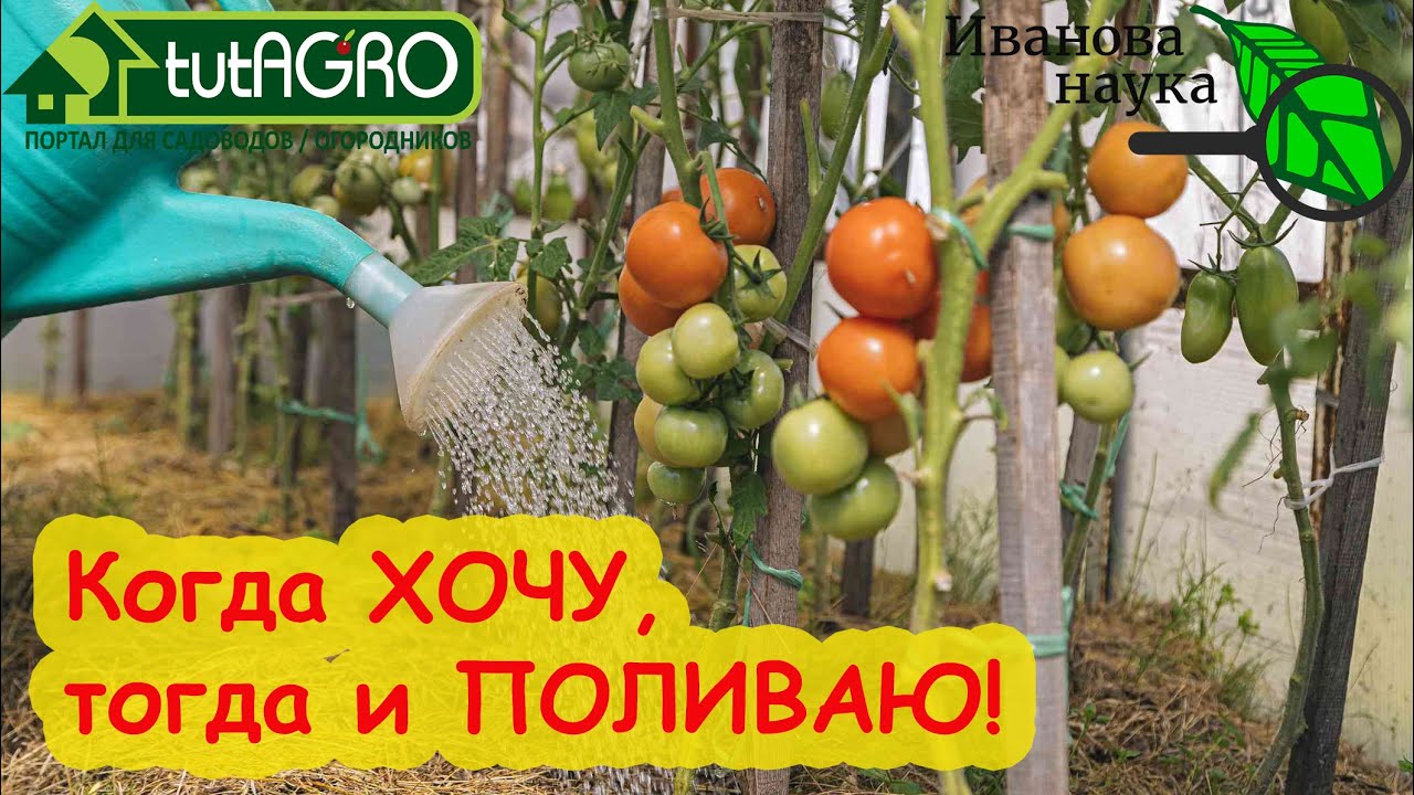 Поливаю томаты и огурцы когда хочу. Поливать растения когда угодно? Лекго: это же не бам строить!
