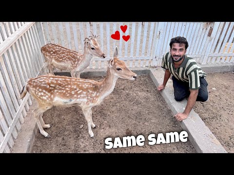Akhir Hiran Ko Apni Dost Mil Gai 😍 