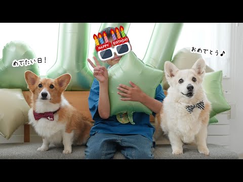 お留守番続きでごめん！ 10才息子のバースデー【愛犬と暮らす家族Vlog】