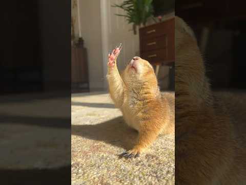 Poppy the Prairie Dog doing her golden hour stretches #prairiedog #stretch #yoga