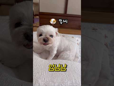 백숙된 강아지 놀리기 번외편 (닭다리 먹고 삐약삐약 2)