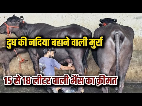 सीतापुर यूपी के पशुपालक ने खरीदा हरियाणा से मुर्रा भैंस/dair farm karnal/Pandit Dairy farm Karnal