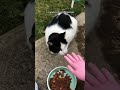 Understanding the Journey of a Stray Cat