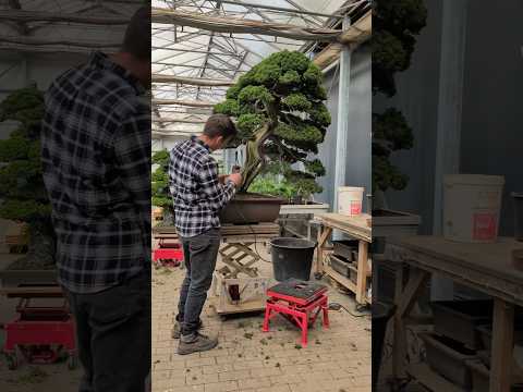 Cleaning old bonsai with mini pressure washer to reveal texture and remove dirt. #bonsai #care