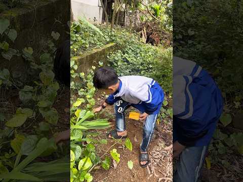 Thử thách Ăn cay cay cùng các loại lá trong vườn #dinhphu #funny #mukbang #shotviral #viralvideo
