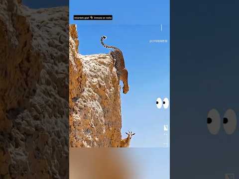 “🐐 पहाड़ी Goat की ऐसी Skill 😮 | Leopard 🐆 भी हार मान जाते 🥺”