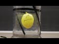 Balloon Behavior and Boyle's Law