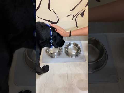 😠Don’t spill💦 #ytshorts #shortsfeed #shorts #labrador #dogshorts #funnydogs #amazonfinds #cute