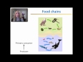 Energy Flow and Ecosystem Dynamics