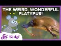 Understanding the Platypus