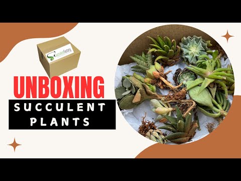 Unbox with Me : Discovering Exotic Succulents!