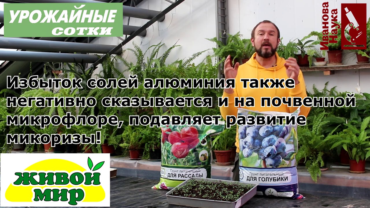 Сажаем голубику, азалии, рододендроны и гортензии с гарантией!