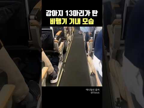 강아지 13마리 탄 비행기 기내 모습