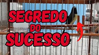 A MEXIDA DO SUCESSO TERREMOTO DEU SHOW PAPACAPIM