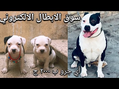 سوق الكلاب والجراوي الالكتروني ( الخلاصة 👌)