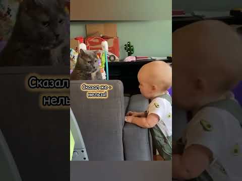 Да как можно не обращать внимания на котика #смешно #юмор #кошки #cat #animals #кот #смешныекошки
