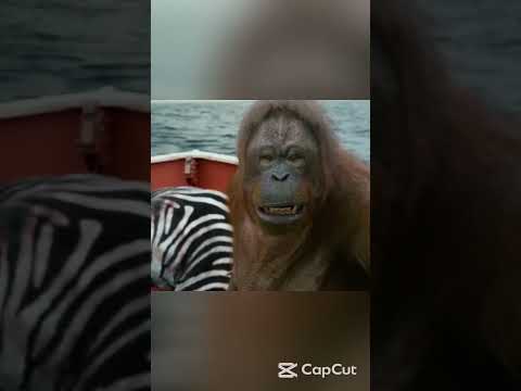 A boy and a tiger are trapped in a boat in the middle of the ocean#short