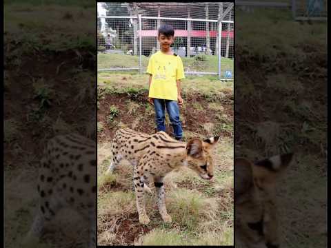 KUCING LUCU - #shrots