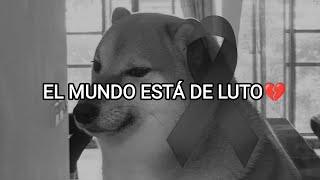 Muere #Chemms el perrito de los #memes💔