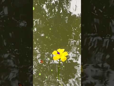 Beautiful video of amazing butterflies and flowers #viralvideo #butterfly #flower #shorts