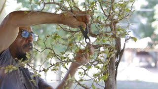 O QUE ACONTECE QUANDO VOCÊ DESTRÓI SEU BONSAI - Katy Acerola Revela!