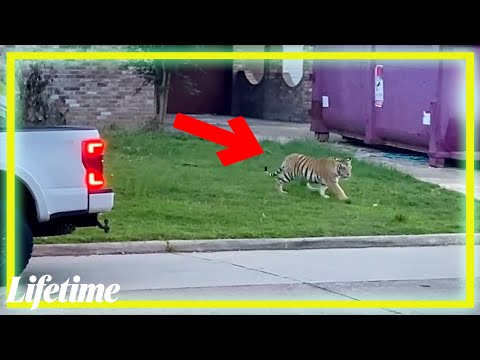 【迷惑行為】違法に飼育されていたトラが近所中を歩き回りパニックに陥る住民たち｜【ネイバーフッド・ウォーズ ～ご近所大戦争～】#4