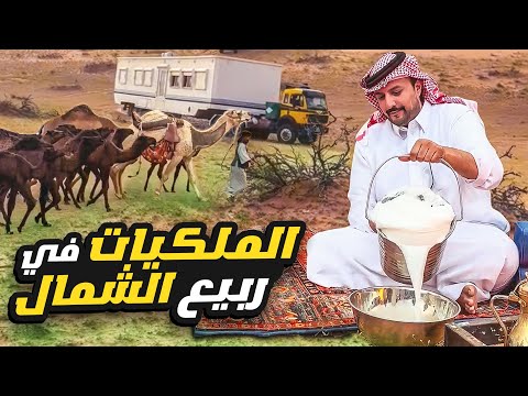 امطار خير وحليب خلفات في ربيع الشمال 💚