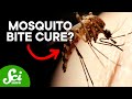 Understanding Mosquito Bite Reactions