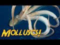 Exploring the World of Molluscs