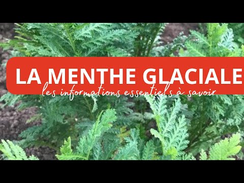 Deux Variétés de Menthe Glaciale ( tanaisie), une Découverte au Jardin