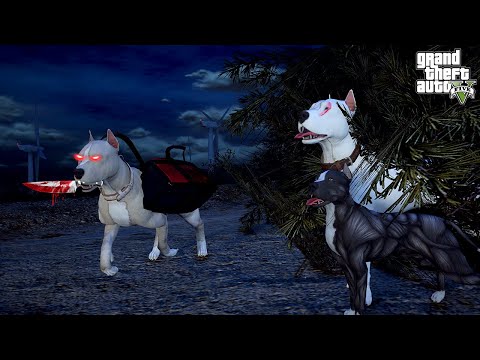 PİTBULL AİLESİNDE HAİN VAR! TERMİNATÖR AMCASI KRATO'SU GİZLİCE TAKİP EDİYOR! - GTA 5