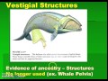 Exploring Evidence for Evolution
