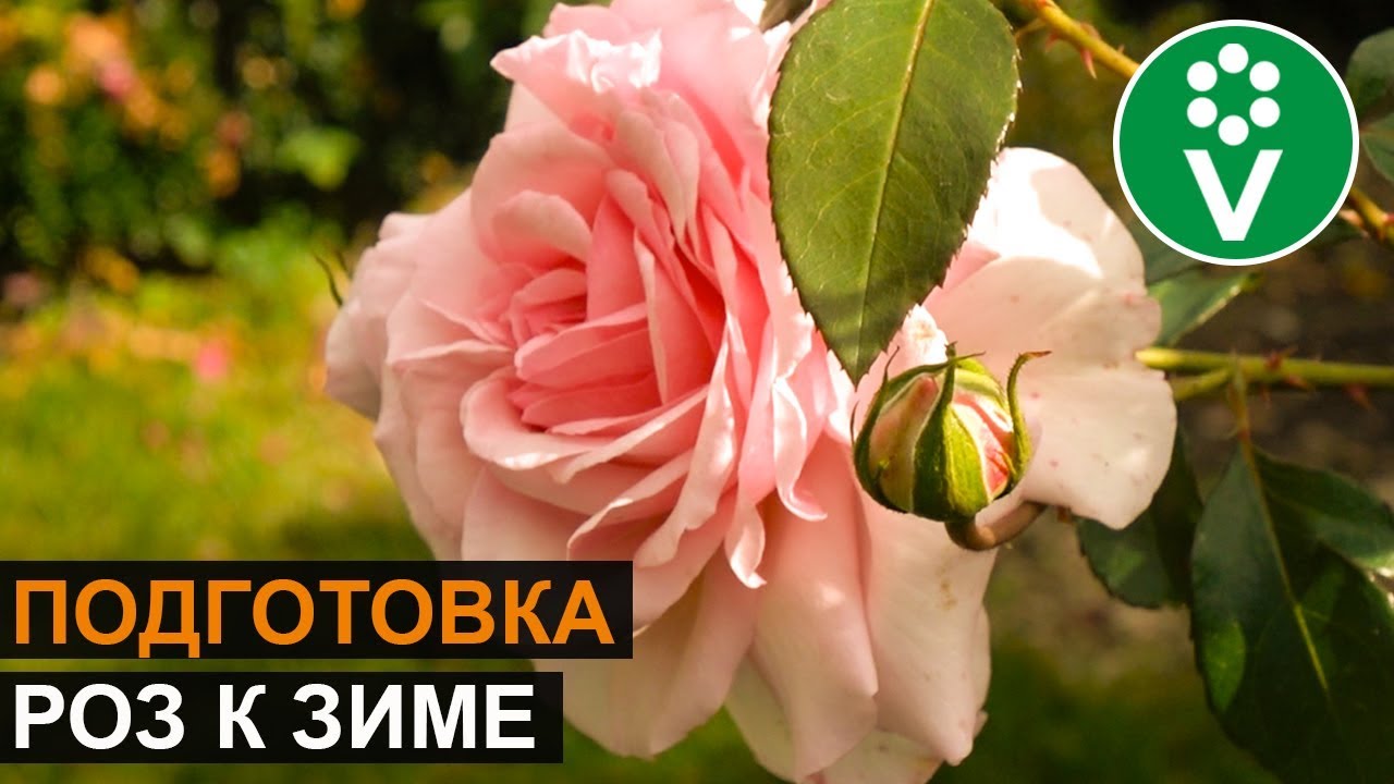 3 обязательных приема осенью, которые помогут розам подготовиться к зиме