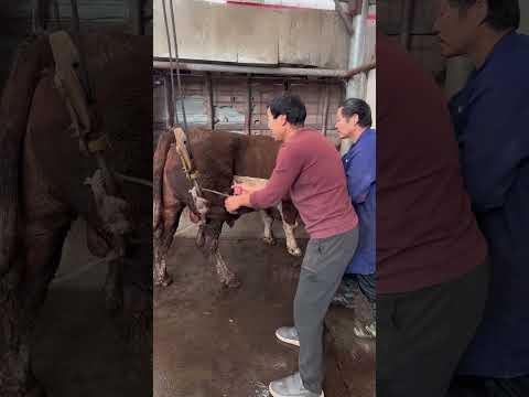 #SimmentalImprovedStahl #FrontlineVeterinaryWorkers #authentic #food #farmanimalct #1million