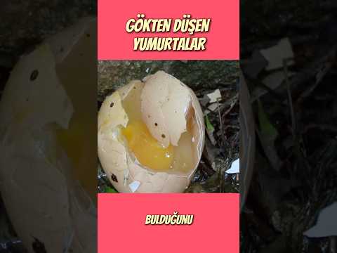 KAFAMIZA KİM YUMURTA ATIYOR? #merak #tuhaf #bilgi #bilim