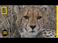 Cheetah and Lion Behavior Assessment