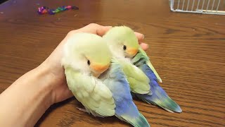 Funny Parrots Doing Funny Stuff #2