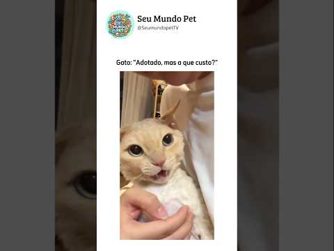 A que custo? 😂 #animal #br #brasil #shortsvideo #cachorro #gato #humorbrasil #animalshorts