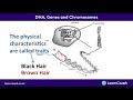 Genetics and DNA Structure Concepts