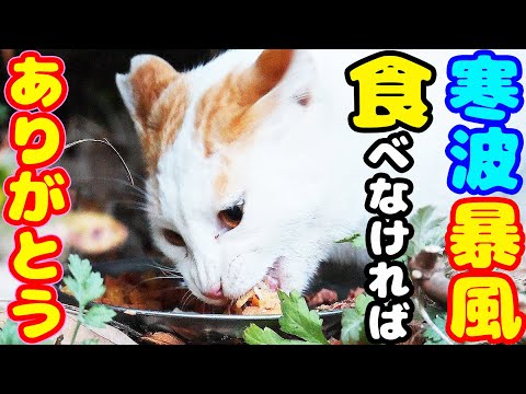 日没前に何とか逢えた 寒さと空腹に耐える猫にご飯をあげたら・・・ さくらねこたちへの給餌 ホクロちゃん ちくわくん ボスくん