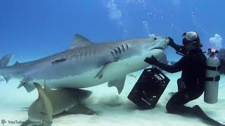 5 Scariest Animal Encounters Caught on Camera