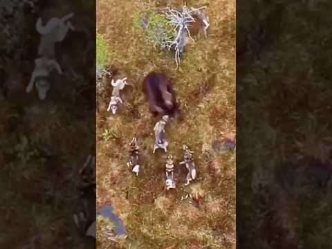 BEAR VS PACK OF DOGS. 😱 Part 1 #bear #wolves #wolf #nature #hunting #outdoors  #wildlife #survival