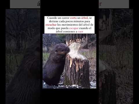 Curiosidades de los castores - #naturaleza