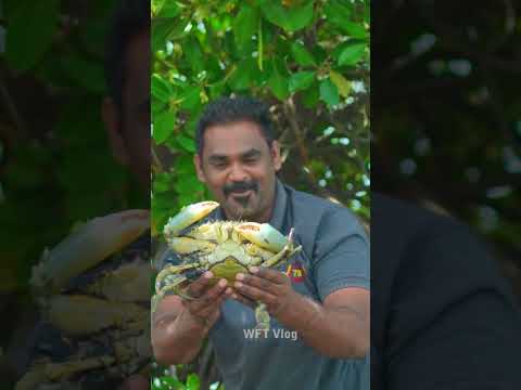 வெறும் கையால் பிடிக்கும் பெரிய நண்டு நண்டு மாமா | WFT Vlog