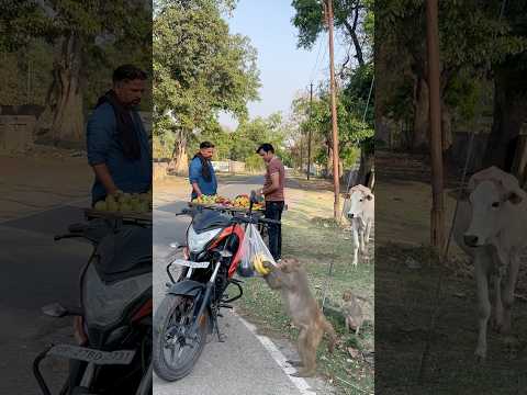 Day-202/365Bezoban hai bhuk inhe bhi lagti hai #helping #humanity #trending #explore #monkey #cow