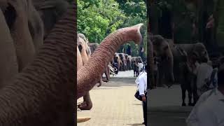 දළදා පෙරහැර ලස්සන කරන අපේ හස්ති පරපුර 🐘❤️🙏✨