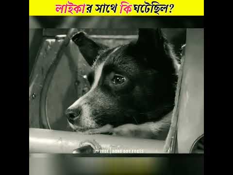 🥺লাইকার সাথে কি ঘটেছিল | Story of Laika | #shorts #bongboyfacts