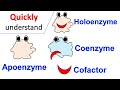 Enzyme Cofactors and Functions