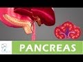 Understanding the Pancreas and Its Hormones